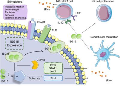 ISGylation in Innate Antiviral Immunity and Pathogen Defense Responses: A Review